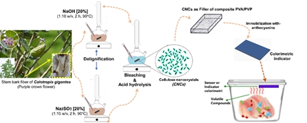 Impact of alkalized nano-cellulose from Ccalotropis gigantea on biocomposite foam for fish freshness monitoring 