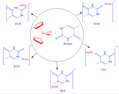 Binding of thymine and Molybdenocene dichloride anticancer agent: A DFT investigation 