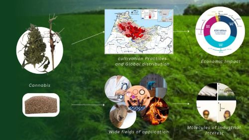 Cannabis unveiled: From history to innovation, exploring the world of cannabis strains, chemistry, industry and economic impact 