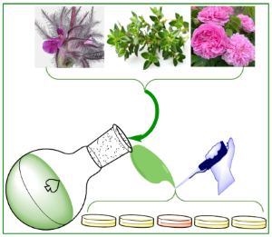 Assessing the combination of three plant species: Thyme (Thymus vulgaris), Damask Rose (Rosa damascena), and Stachys lavandulifolia vahl, to determine their synergistic effects on antimicrobial properties 