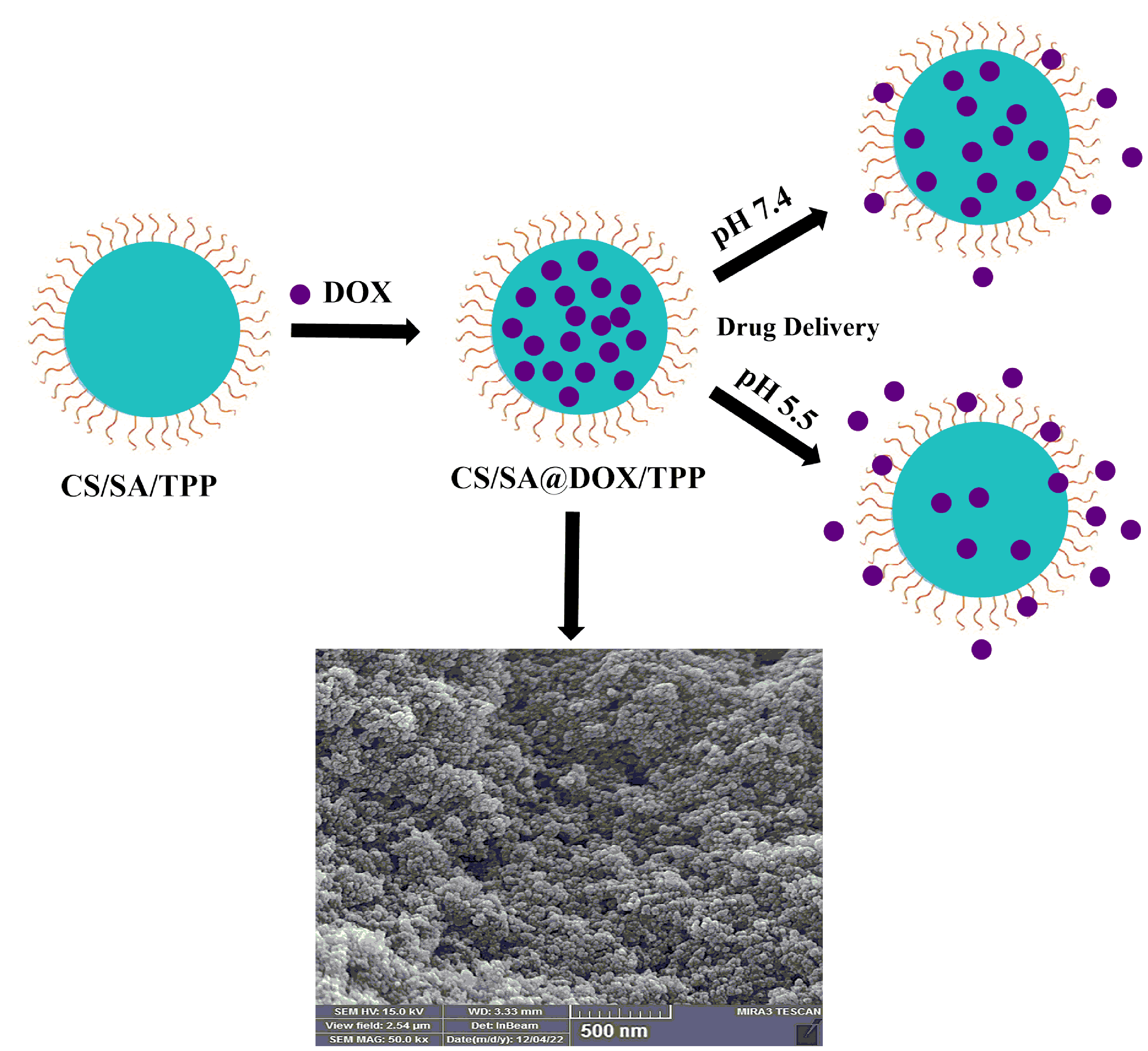 The development of chitosan-salicylic acid crosslinked tripolyphosphate as a pH-sensitive nanocarrier for doxorubicin controlled release 