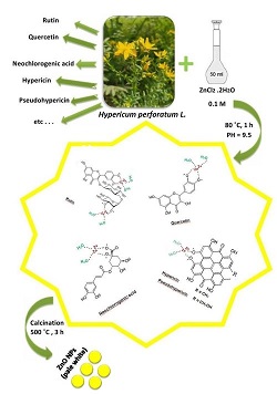 Investigation of the antibacterial activity of phytosynthesized ZnO nanoparticles using H. perforatum extract 