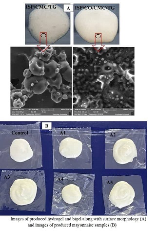 Production and application of hydrogel and bigel based on soy protein isolate containing carboxymethyl cellulose/tragacanth and corn oil as an oil substitute in the formulation of low-fat mayonnaise 